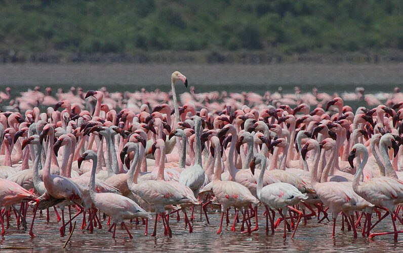 Dove E Quando Vedere I Fenicotteri Rosa In Sardegna