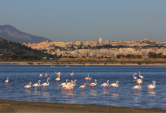 Dove E Quando Vedere I Fenicotteri Rosa In Sardegna